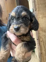 Sasha, a female Beagle and Poodle - Miniature  for sale in Robbinsville, NC – 1 of 3