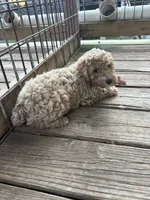 Will, a male Poodle - Miniature  for sale in Robbinsville, NC – 2 of 5