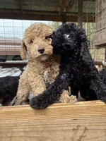 Will, a male Poodle - Miniature  for sale in Robbinsville, NC – 5 of 5