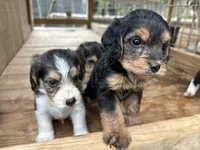 Haylen, a female Beagle and Poodle - Miniature  for sale in Robbinsville, NC – 3 of 3