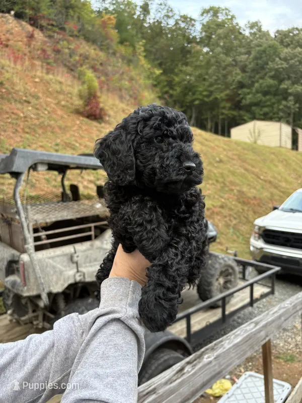 Steve – Poodle - Miniature  puppy for sale in Robbinsville, NC
