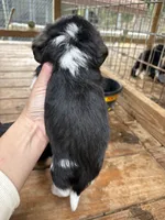Bruno, a male Beagle and Poodle - Miniature  for sale in Robbinsville, NC – 3 of 3