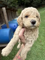 Max, a female Poodle - Miniature  for sale in Robbinsville, NC – 2 of 2