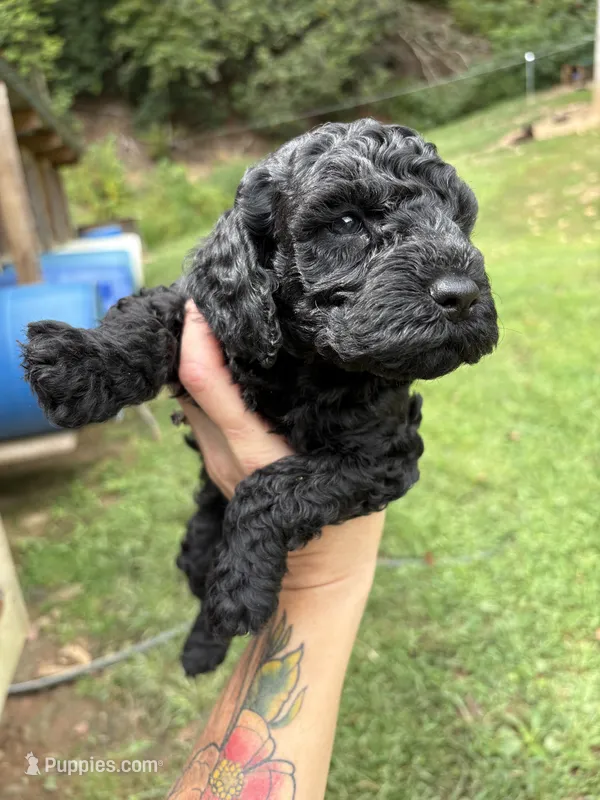 Mike – Poodle - Miniature  puppy for sale in Robbinsville, NC