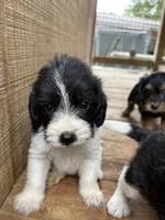 Rosey , a female Beagle and Poodle - Miniature  for sale in Robbinsville, NC – 3 of 3