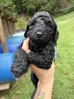 Eleven, a female Poodle - Miniature  for sale in Robbinsville, NC – 2 of 3