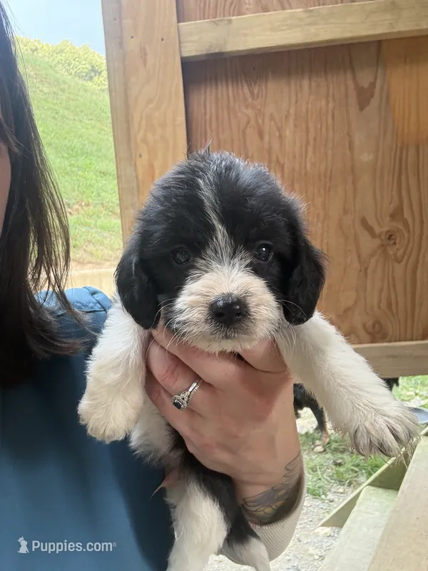 Rosey  – Beagle, Poodle - Miniature  puppy for sale in Robbinsville, NC
