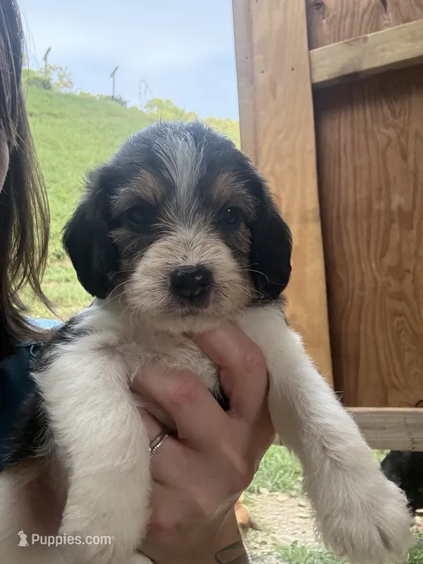 Bruno – Beagle, Poodle - Miniature  puppy for sale in Robbinsville, NC