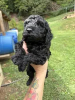 Dustin , a male Poodle - Miniature  for sale in Robbinsville, NC – 2 of 2