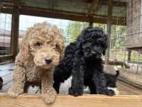Will, a male Poodle - Miniature  for sale in Robbinsville, NC – 4 of 5