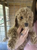 Will, a male Poodle - Miniature  for sale in Robbinsville, NC – 3 of 5