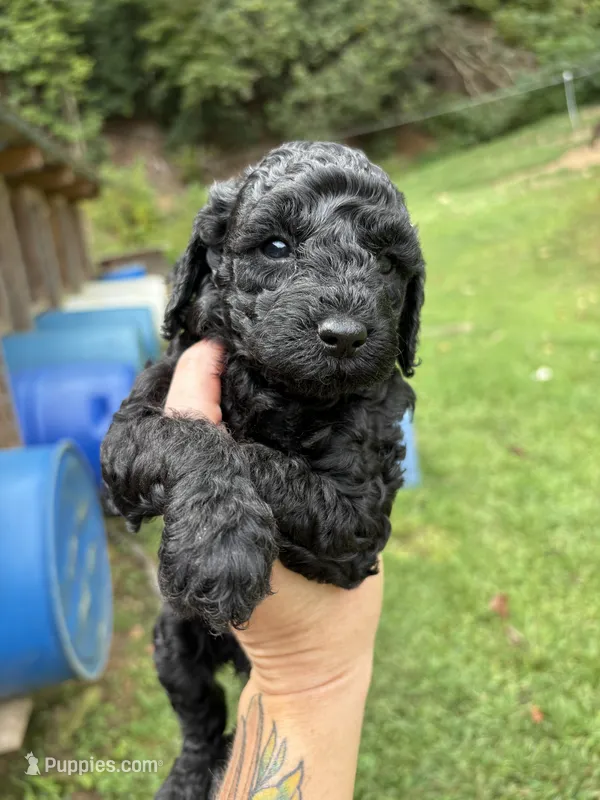 Eleven – Poodle - Miniature  puppy for sale in Robbinsville, NC
