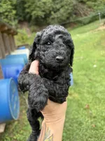 Eleven, a female Poodle - Miniature  for sale in Robbinsville, NC – 1 of 3