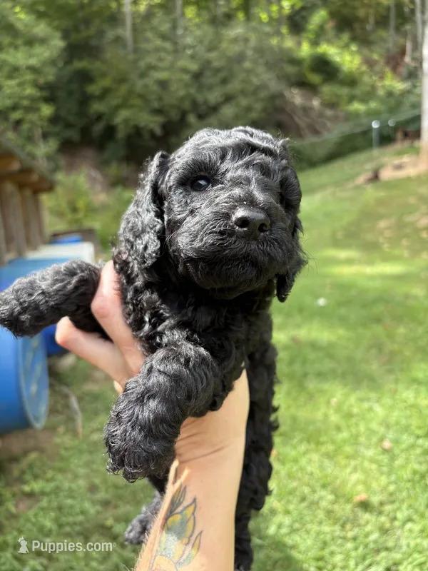 Steve – Poodle - Miniature  puppy for sale in Robbinsville, NC