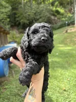 Steve, a male Poodle - Miniature  for sale in Robbinsville, NC – 1 of 2