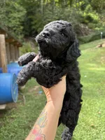 Steve, a male Poodle - Miniature  for sale in Robbinsville, NC – 2 of 2
