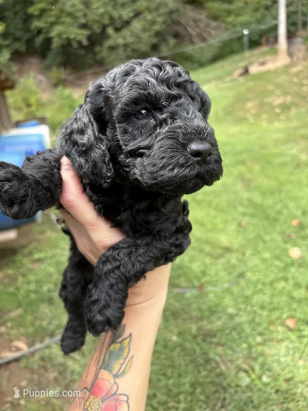 Dustin  – Poodle - Miniature  puppy for sale in Robbinsville, NC