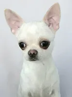 Mercedes, a female Chihuahua for sale in Wasilla, AK – 2 of 7