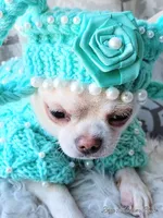 Mercedes, a female Chihuahua for sale in Wasilla, AK – 6 of 7