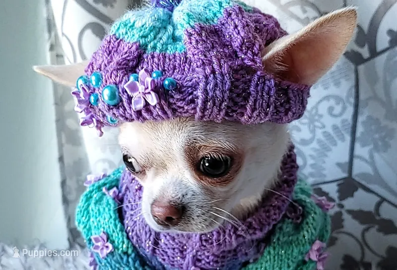 Mercedes – Chihuahua puppy for sale in Wasilla, AK