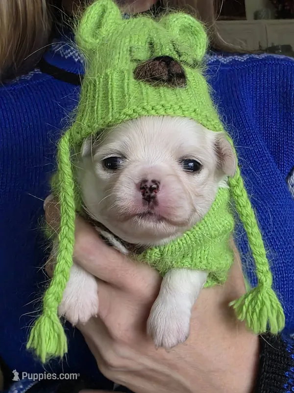 Boy1 – Chihuahua puppy for sale in Wasilla, AK
