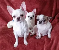Mercedes, a female Chihuahua for sale in Wasilla, AK – 7 of 7