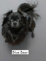 Blue Bear, a male Chihuahua for sale in Wasilla, AK – 2 of 3