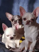 Mercedes, a female Chihuahua for sale in Wasilla, AK – 3 of 7