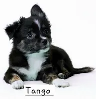 Tango Little Brother, a male Chihuahua and Miniature Aussiedoodle for sale in Wasilla, AK – Photo 3 of 7