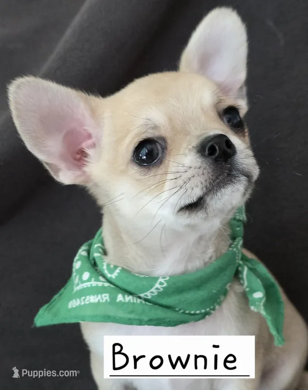 Brownie – Chihuahua puppy for sale in Wasilla, AK