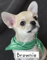 Brownie, a  Chihuahua for sale in Wasilla, AK – Photo 1 of 4