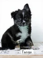 Tango Little Brother, a male Chihuahua and Miniature Aussiedoodle for sale in Wasilla, AK – Photo 7 of 7