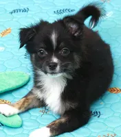 Tango Little Brother, a male Chihuahua and Miniature Aussiedoodle for sale in Wasilla, AK – Photo 2 of 7