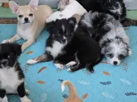 Tango Little Brother, a male Chihuahua and Miniature Aussiedoodle for sale in Wasilla, AK – Photo 6 of 7