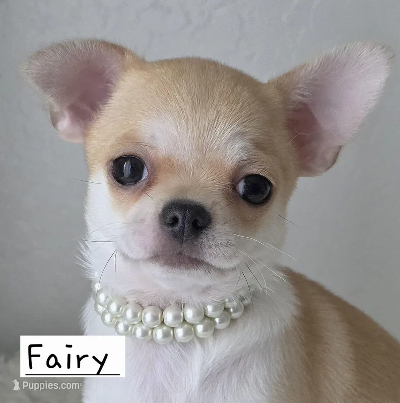 Fairy – Chihuahua puppy for sale in Wasilla, AK