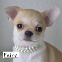 Fairy, a female Chihuahua for sale in Wasilla, AK – Photo 1 of 3