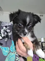 Tango Little Brother, a male Chihuahua and Miniature Aussiedoodle for sale in Wasilla, AK – Photo 5 of 7