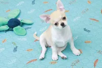 Brownie, a  Chihuahua for sale in Wasilla, AK – Photo 2 of 4