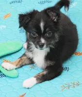 Tango Little Brother, a male Chihuahua and Miniature Aussiedoodle for sale in Wasilla, AK – Photo 4 of 7