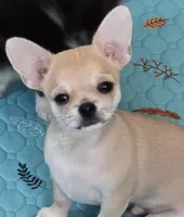 Brownie, a  Chihuahua for sale in Wasilla, AK – Photo 3 of 4