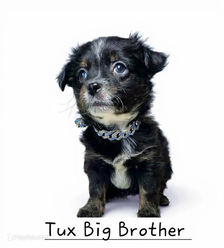 Tux Big Brother – Chihuahua, Miniature Aussiedoodle puppy for sale in Wasilla, AK