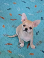 Brownie, a  Chihuahua for sale in Wasilla, AK – Photo 4 of 4