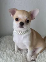 Fairy, a female Chihuahua for sale in Wasilla, AK – Photo 2 of 3