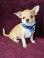 Fairy, a female Chihuahua for sale in Wasilla, AK – Photo 3 of 3