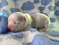 Boy1, a male Chihuahua for sale in Wasilla, AK – 2 of 3