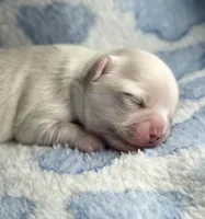 Boy1, a male Chihuahua for sale in Wasilla, AK – 3 of 3