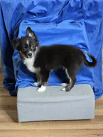 Tango Little Brother, a male Chihuahua and Miniature Aussiedoodle for sale in Wasilla, AK – 9 of 9
