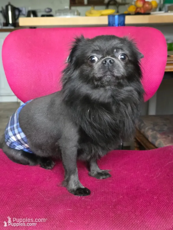 Blue Bear – Chihuahua puppy for sale in Wasilla, AK