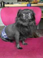 Blue Bear, a male Chihuahua for sale in Wasilla, AK – 3 of 3