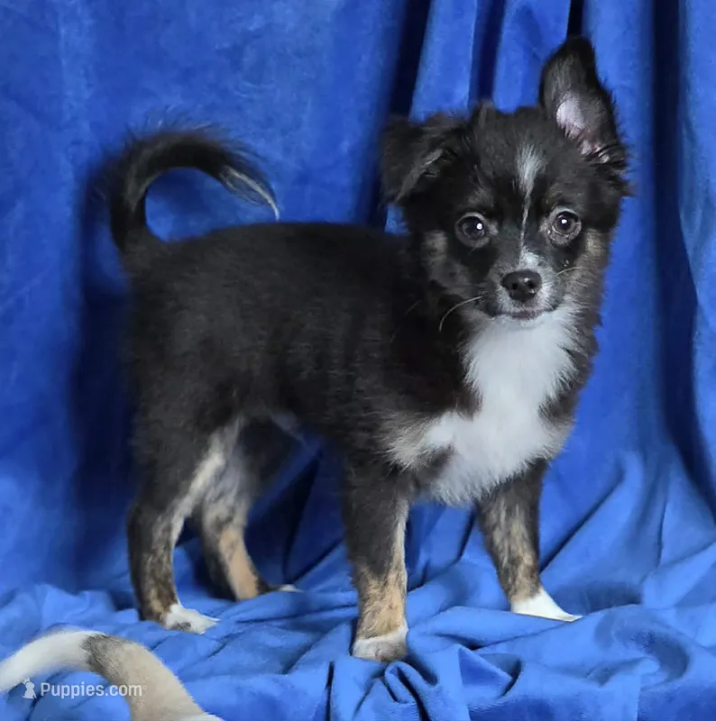 Tango Little Brother – Chihuahua, Miniature Aussiedoodle puppy for sale in Wasilla, AK